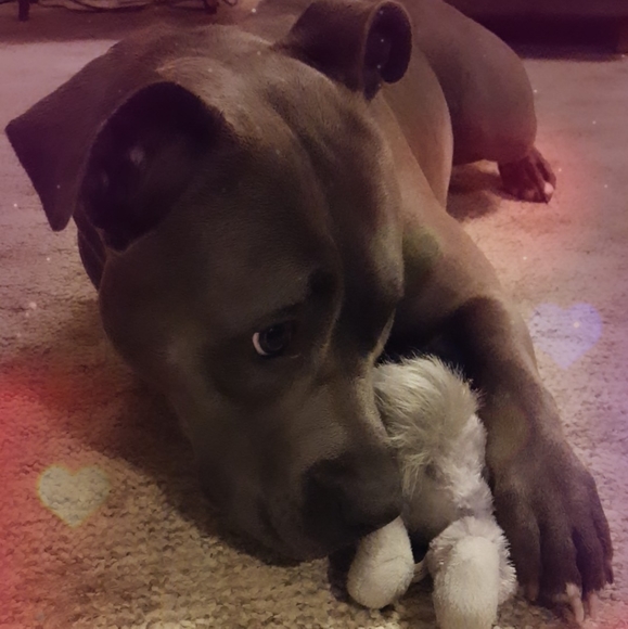 Meet your Posher, Candy - Picture 4 of 7